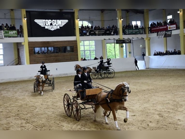 Haflinger / Avelignese Giumenta 8 Anni 148 cm Sauro ciliegia in Pennewang