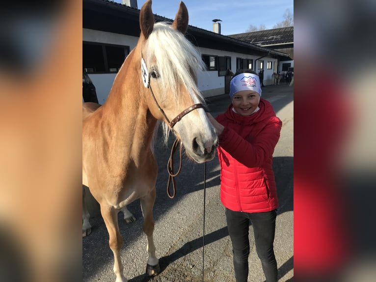 Haflinger / Avelignese Giumenta 8 Anni 149 cm Sauro in Söll