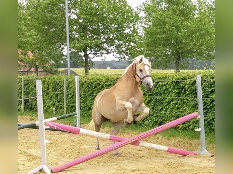 Haflinger / Avelignese Giumenta 8 Anni 150 cm Sauro in Langenberg