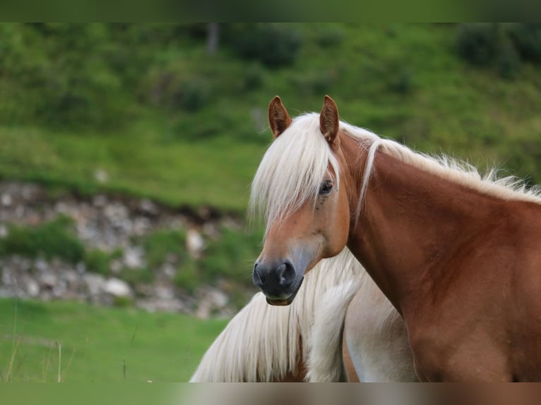 Haflinger / Avelignese Giumenta 8 Anni 150 cm Sauro in Südtirol