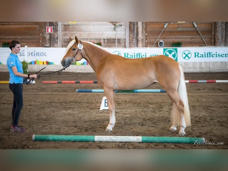 Haflinger / Avelignese Giumenta 8 Anni 150 cm Sauro in Südtirol