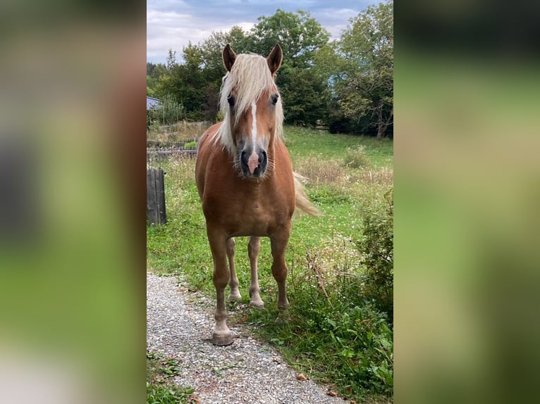 Haflinger / Avelignese Giumenta 8 Anni 153 cm Falbo in Ferlach