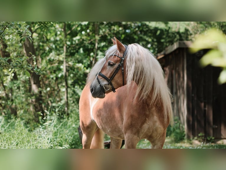 Haflinger / Avelignese Giumenta 8 Anni 155 cm Sauro in Melle