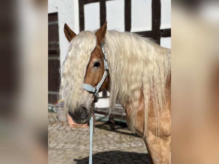 Haflinger / Avelignese Giumenta 8 Anni 155 cm Sauro in Spenge