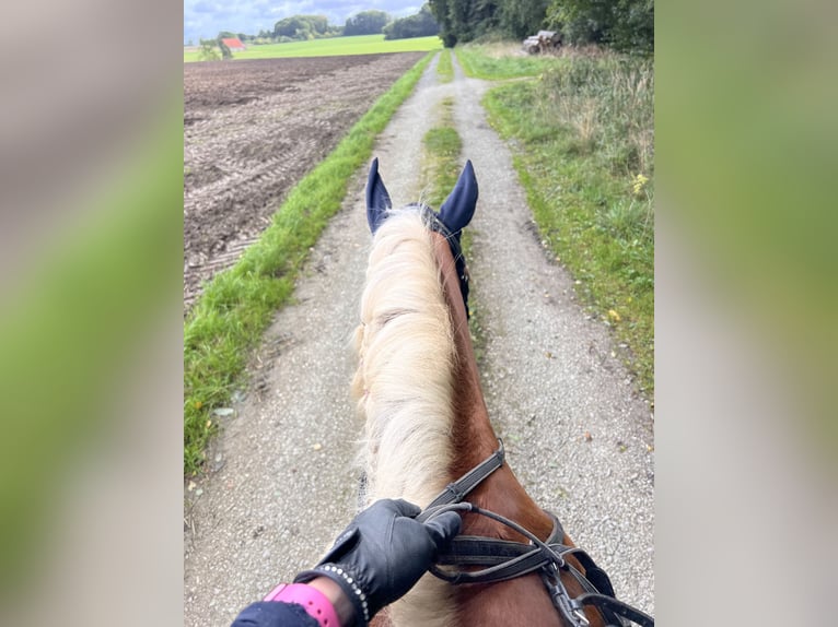 Haflinger / Avelignese Giumenta 8 Anni 155 cm Sauro in Spenge