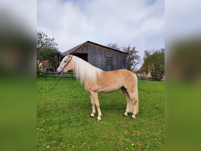 Haflinger / Avelignese Giumenta 8 Anni 155 cm Sauro in Aalen