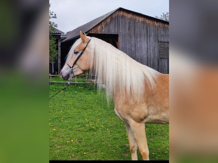 Haflinger / Avelignese Giumenta 8 Anni 155 cm Sauro in Aalen