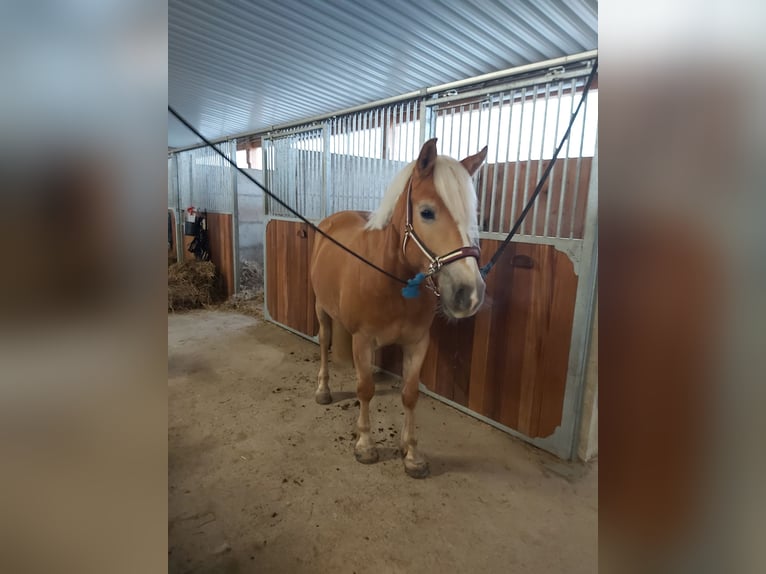 Haflinger / Avelignese Giumenta 9 Anni 142 cm  in Aspach