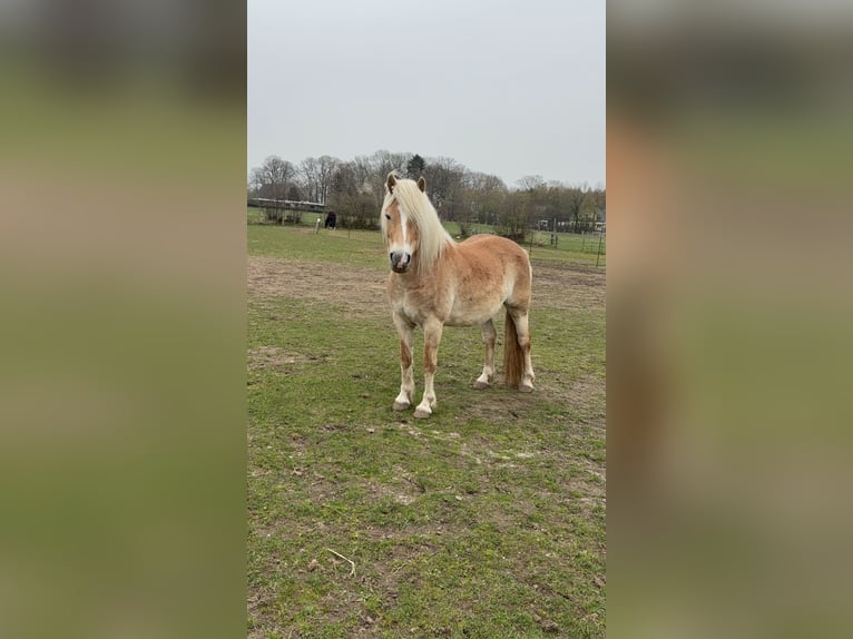 Haflinger / Avelignese Giumenta 9 Anni 145 cm  in Lübeck