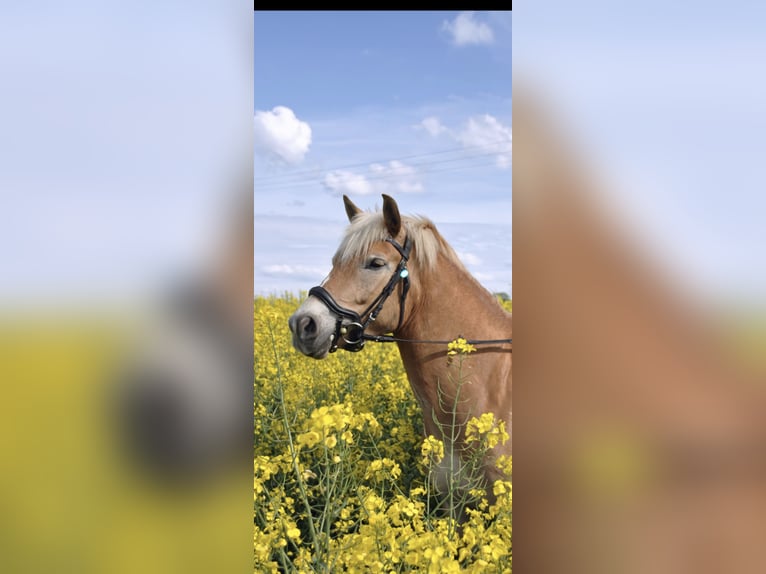 Haflinger / Avelignese Giumenta 9 Anni 145 cm Falbo in Mühlen Eichsen