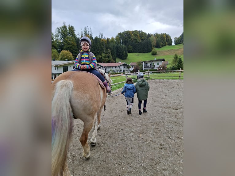 Haflinger / Avelignese Giumenta 9 Anni 146 cm Sauro in Schwoich