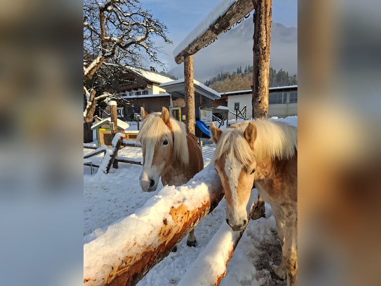 Haflinger / Avelignese Giumenta 9 Anni 146 cm Sauro in Schwoich