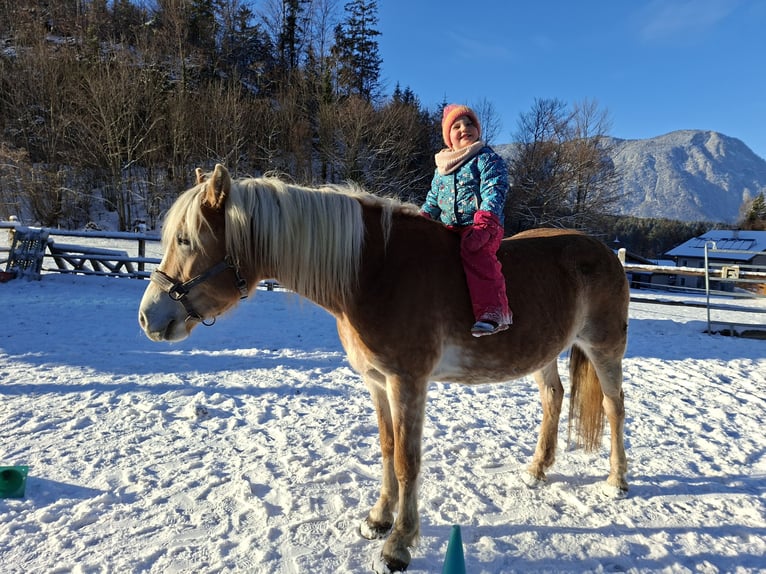 Haflinger / Avelignese Giumenta 9 Anni 146 cm Sauro in Schwoich