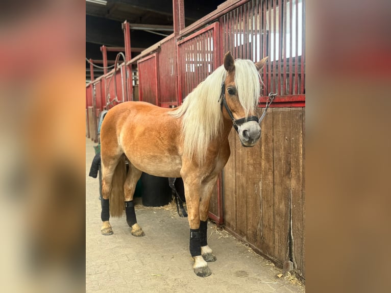 Haflinger / Avelignese Giumenta 9 Anni 147 cm Sauro in GrevenGreven