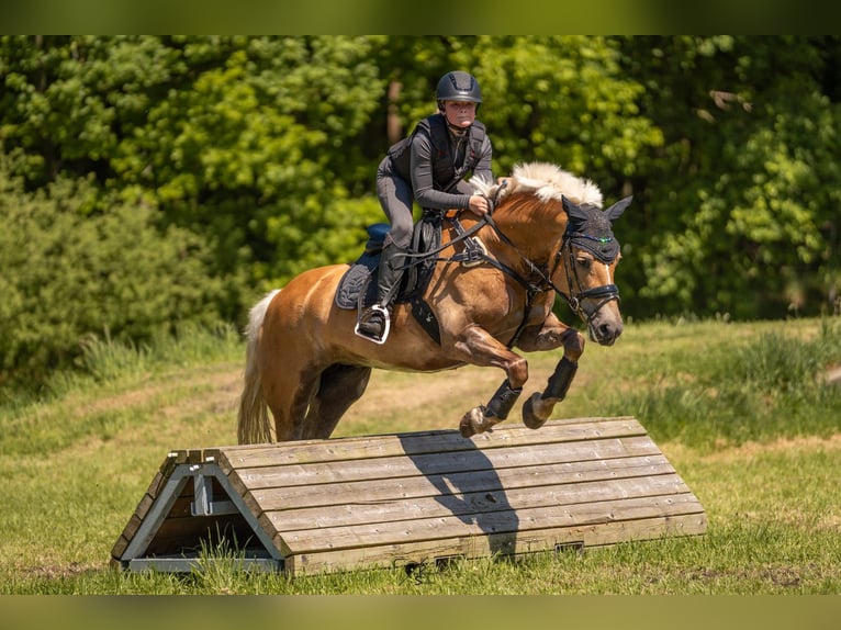 Haflinger / Avelignese Giumenta 9 Anni 148 cm in Oberlangen