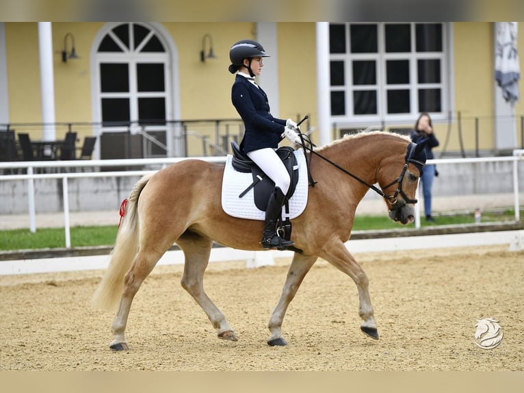 Haflinger / Avelignese Giumenta 9 Anni 148 cm Sauro in St. Peter/au
