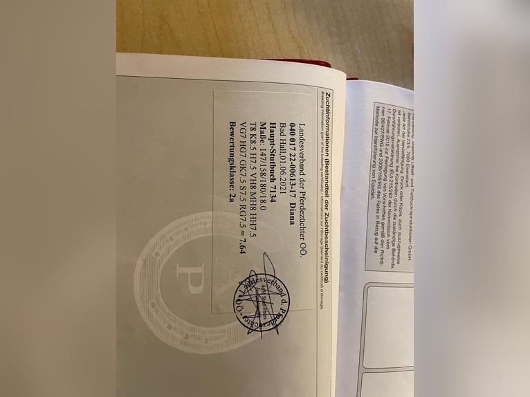 Haflinger / Avelignese Giumenta 9 Anni 148 cm Sauro in St. Peter/au