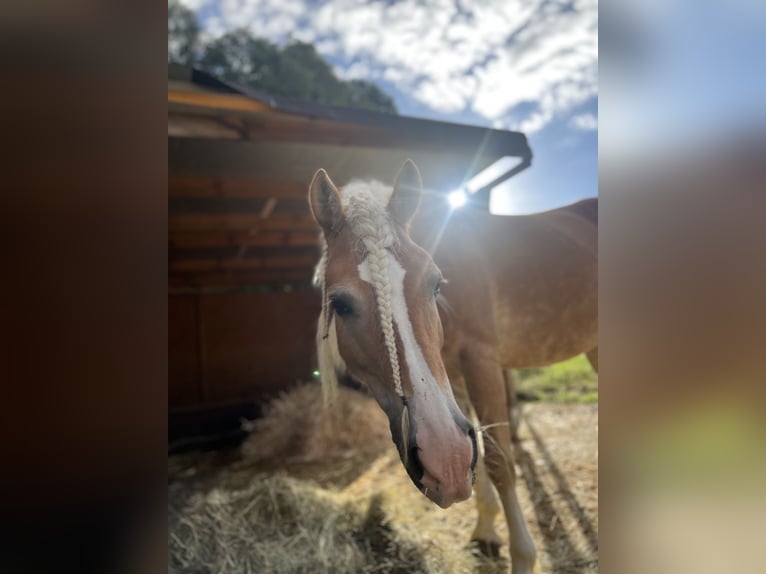 Haflinger / Avelignese Giumenta 9 Anni 148 cm Sauro in Bad Waldsee