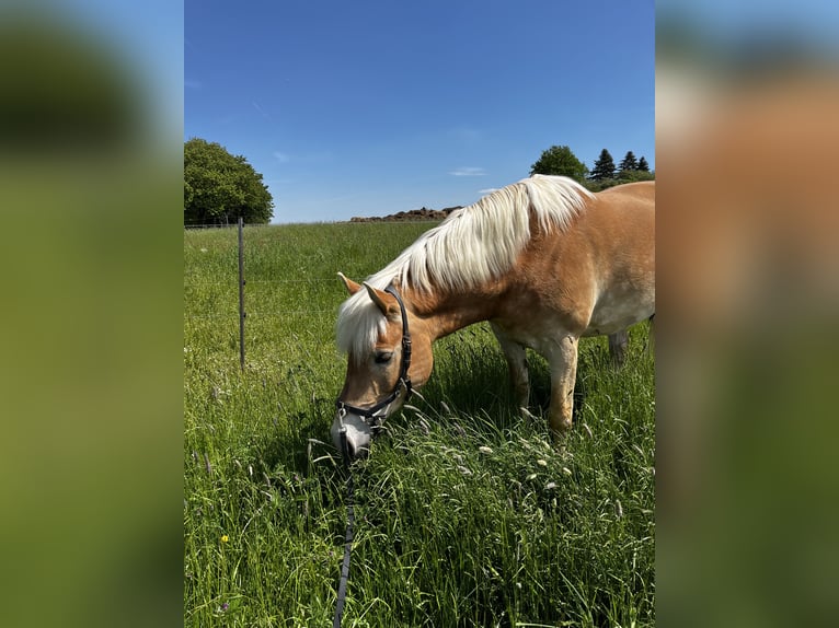 Haflinger / Avelignese Giumenta 9 Anni 149 cm Sauro in Burkau