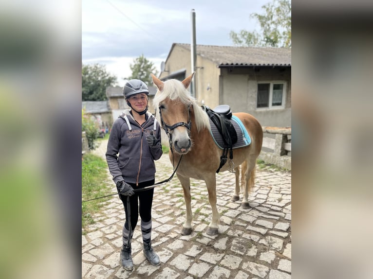 Haflinger / Avelignese Giumenta 9 Anni 149 cm Sauro in Burkau