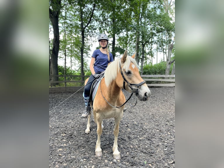Haflinger / Avelignese Giumenta 9 Anni 149 cm Sauro in Burkau