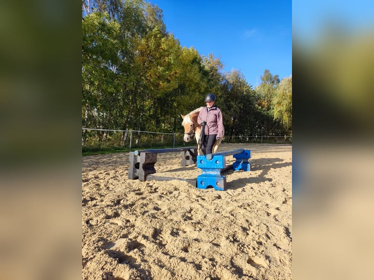 Haflinger / Avelignese Giumenta 9 Anni 149 cm Sauro in Burkau