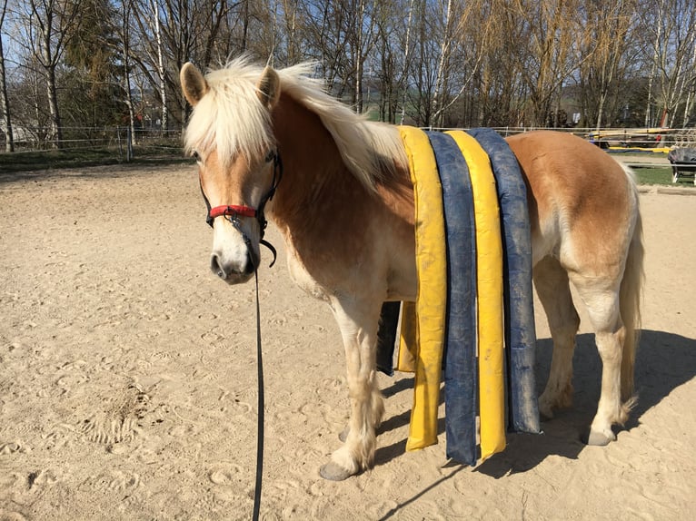 Haflinger / Avelignese Giumenta 9 Anni 149 cm Sauro in Burkau