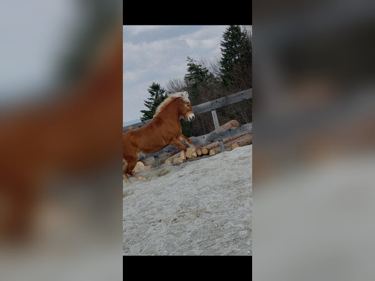 Haflinger / Avelignese Giumenta 9 Anni 152 cm  in Feldbach