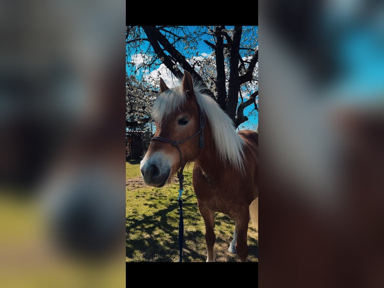 Haflinger / Avelignese Giumenta 9 Anni 152 cm  in Feldbach