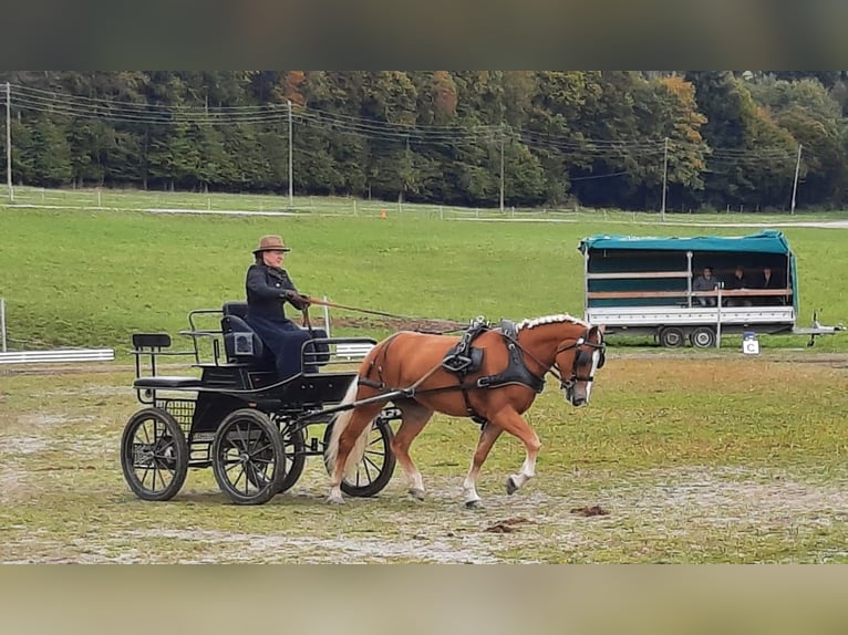 Haflinger / Avelignese Giumenta 9 Anni 152 cm Sauro in Mariapfarr
