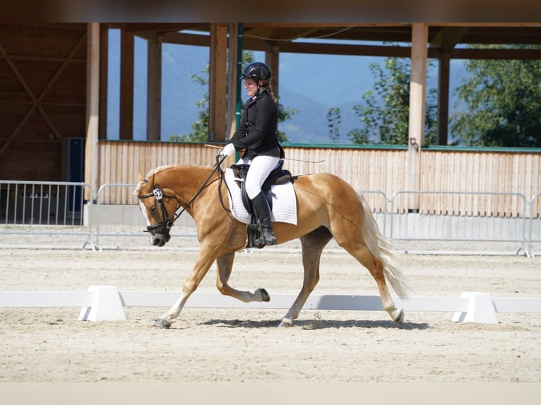 Haflinger / Avelignese Giumenta 9 Anni 152 cm Sauro in Mariapfarr