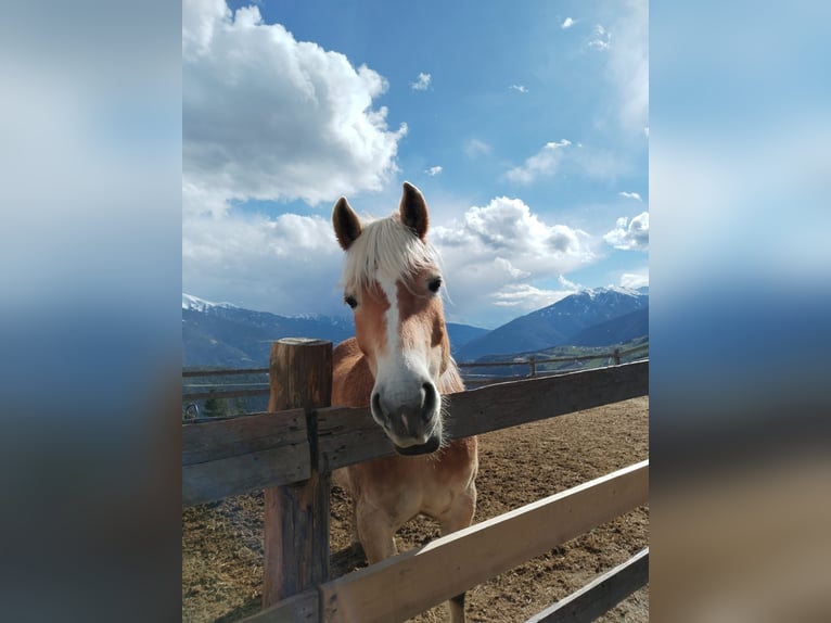 Haflinger / Avelignese Giumenta 9 Anni 152 cm Sauro in M&#xFC;hlbach