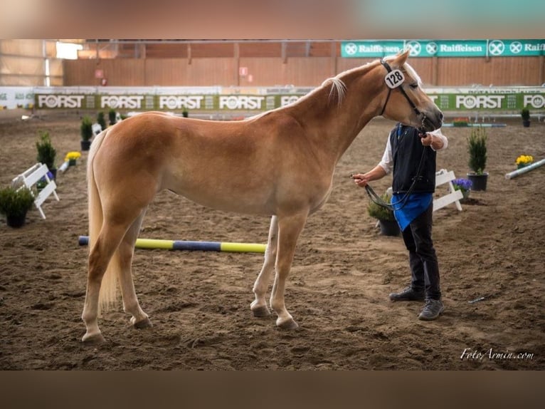 Haflinger / Avelignese Giumenta 9 Anni 152 cm Sauro in M&#xFC;hlbach