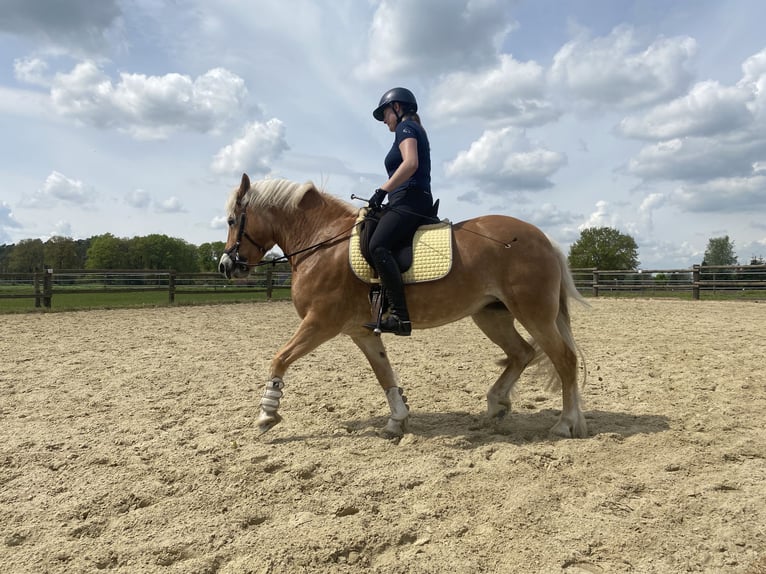 Haflinger / Avelignese Giumenta 9 Anni 152 cm Sauro in Bocholt