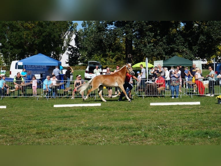 Haflinger / Avelignese Giumenta 9 Anni 154 cm Sauro in Trebbin