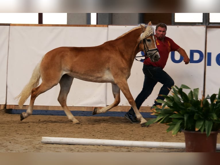 Haflinger / Avelignese Giumenta 9 Anni 154 cm Sauro in Trebbin
