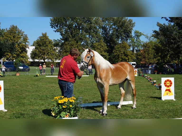 Haflinger / Avelignese Giumenta 9 Anni 154 cm Sauro in Trebbin