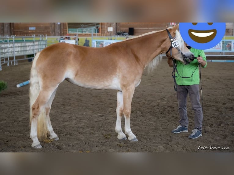 Haflinger / Avelignese Giumenta 9 Anni 154 cm Sauro in Trebbin