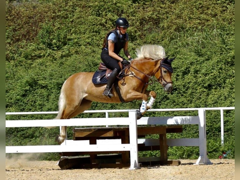 Haflinger / Avelignese Giumenta 9 Anni 154 cm Sauro in Neukirchen