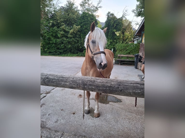 Haflinger / Avelignese Giumenta 9 Anni 155 cm Sauro in Salzburg
