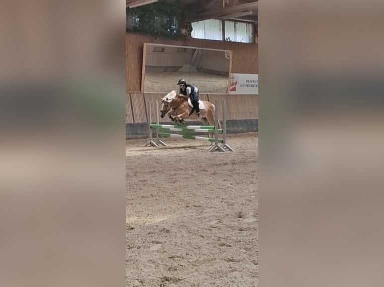 Haflinger / Avelignese Giumenta 9 Anni 155 cm Sauro in Salzburg