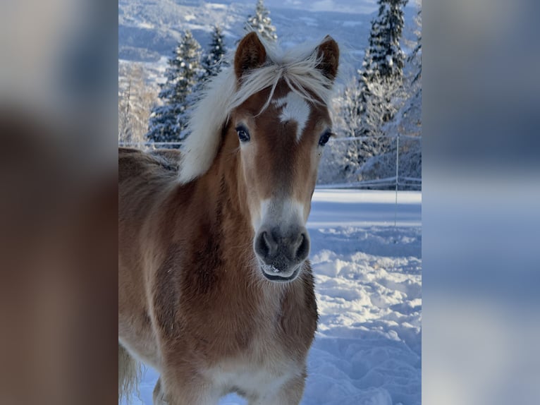 Haflinger / Avelignese Giumenta Puledri (05/2025) 148 cm Sauro in Maria Lankowitz