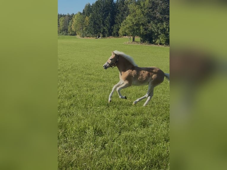 Haflinger / Avelignese Giumenta Puledri (05/2025) 148 cm Sauro in Maria Lankowitz