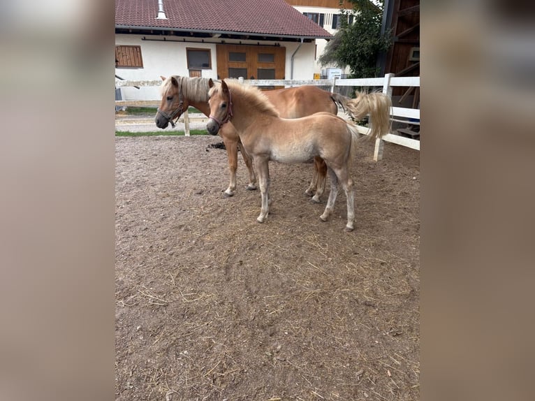 Haflinger / Avelignese Giumenta Puledri (05/2026) 150 cm Sauro in Eggenfelden