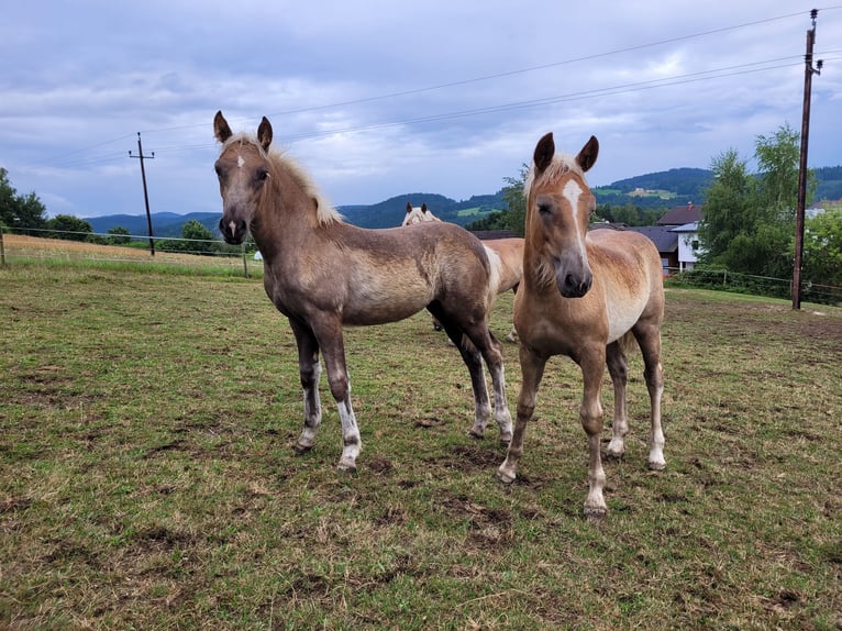 Haflinger / Avelignese Giumenta Puledri (03/2025) 150 cm Sauro scuro in K&#xF6;nigswiesen