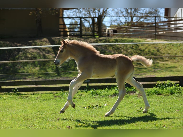 Haflinger / Avelignese Giumenta Puledri (04/2026) 155 cm Sauro in Erlbach