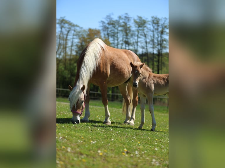 Haflinger / Avelignese Giumenta Puledri (04/2026) 155 cm Sauro in Erlbach