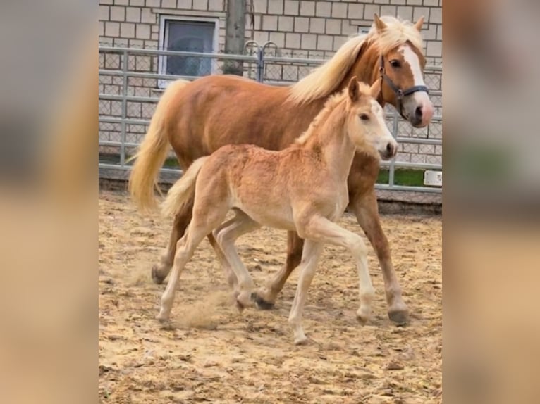 Haflinger / Avelignese Giumenta Puledri (03/2026)  in Borchen