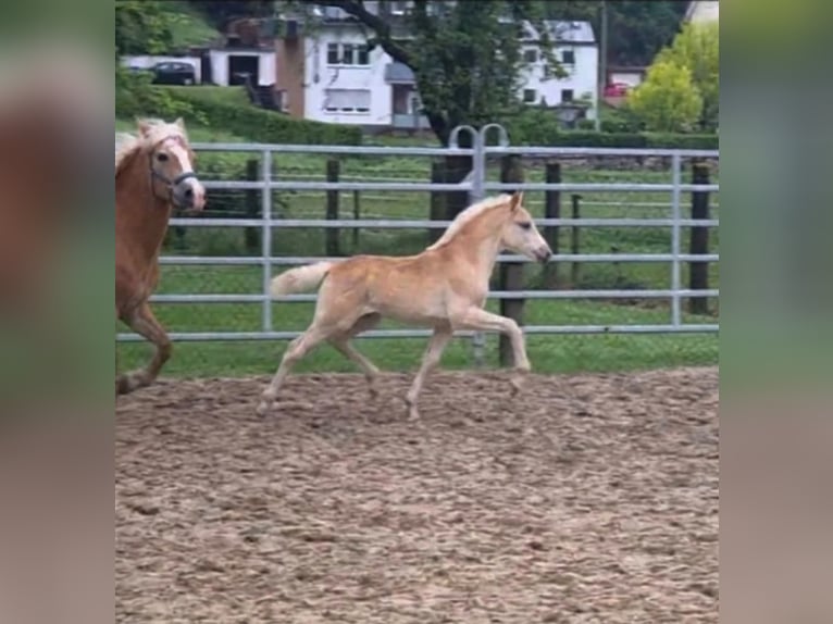 Haflinger / Avelignese Giumenta Puledri (03/2026)  in Borchen