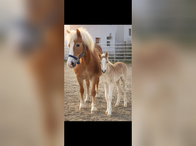 Haflinger / Avelignese Giumenta Puledri (03/2026)  in Borchen